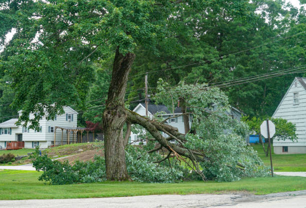 Professional Tree Care Services in Kenneth City, FL